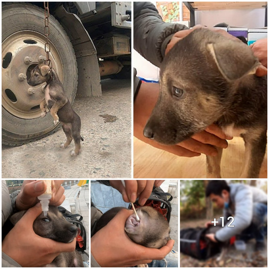 Heartbreaking Rescue: Abandoned Pit Bull Puppy’s Cry for Help Echoes in a Parking Lot – Mis Animal
